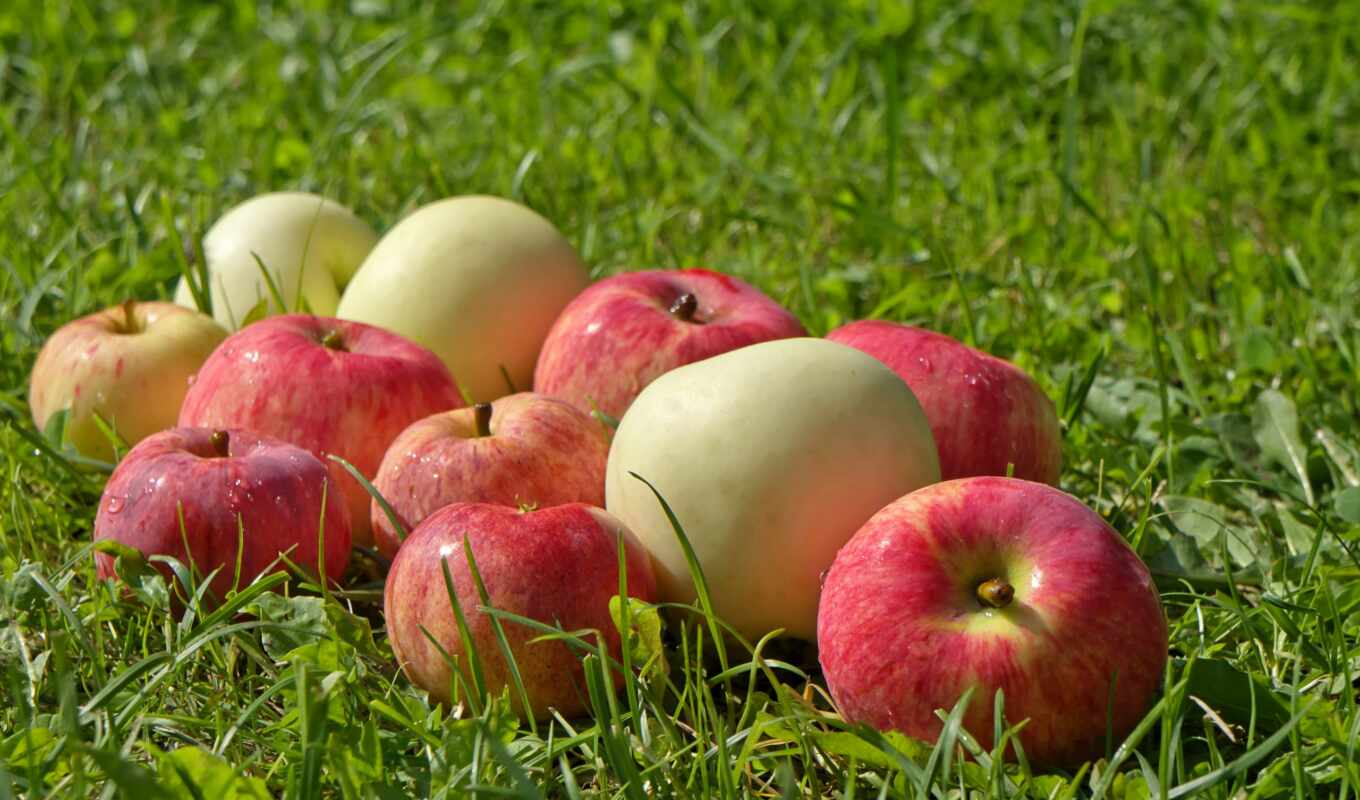 apple, summer, lawn