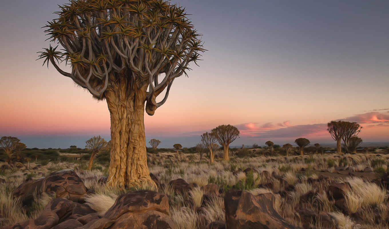 дерево, камень, landscape, африка, namibia