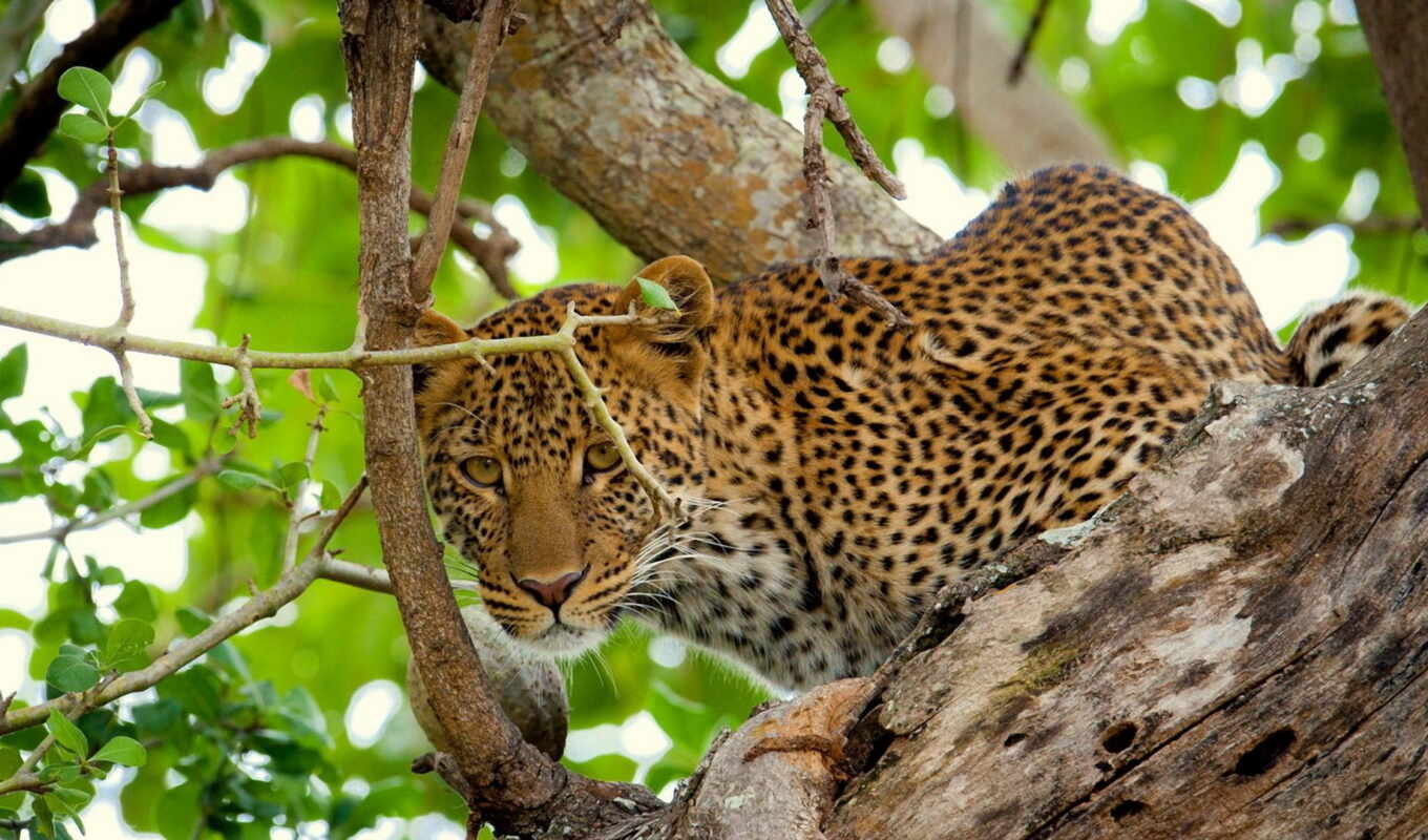 tree, leopard, peakpxpage