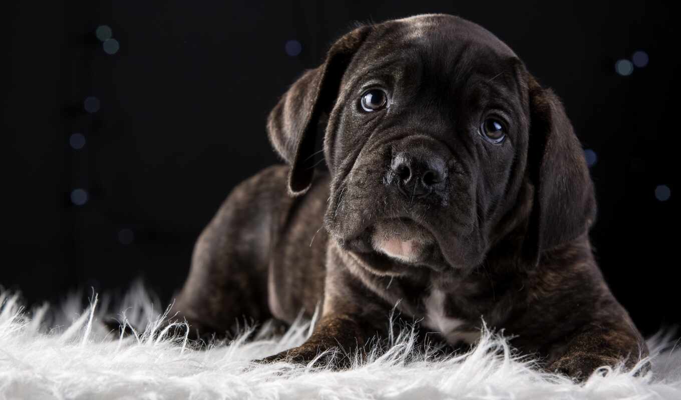 dog, puppy, breed, fund, cane, cane, corso, wallpapers