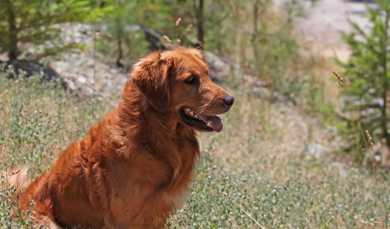 picture, dog, see, dogs, sit, nature, retriever