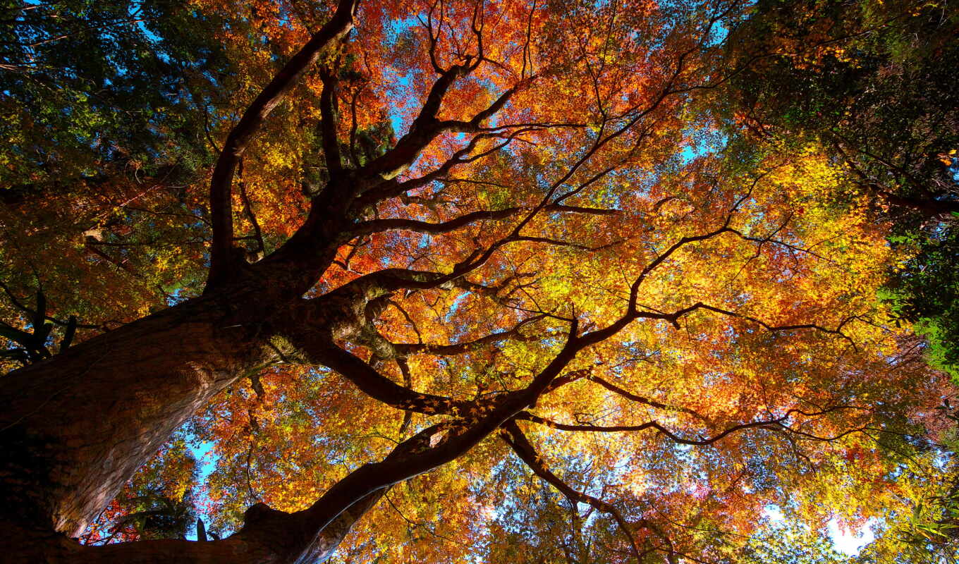 природа, осень, листва, trees, кроны