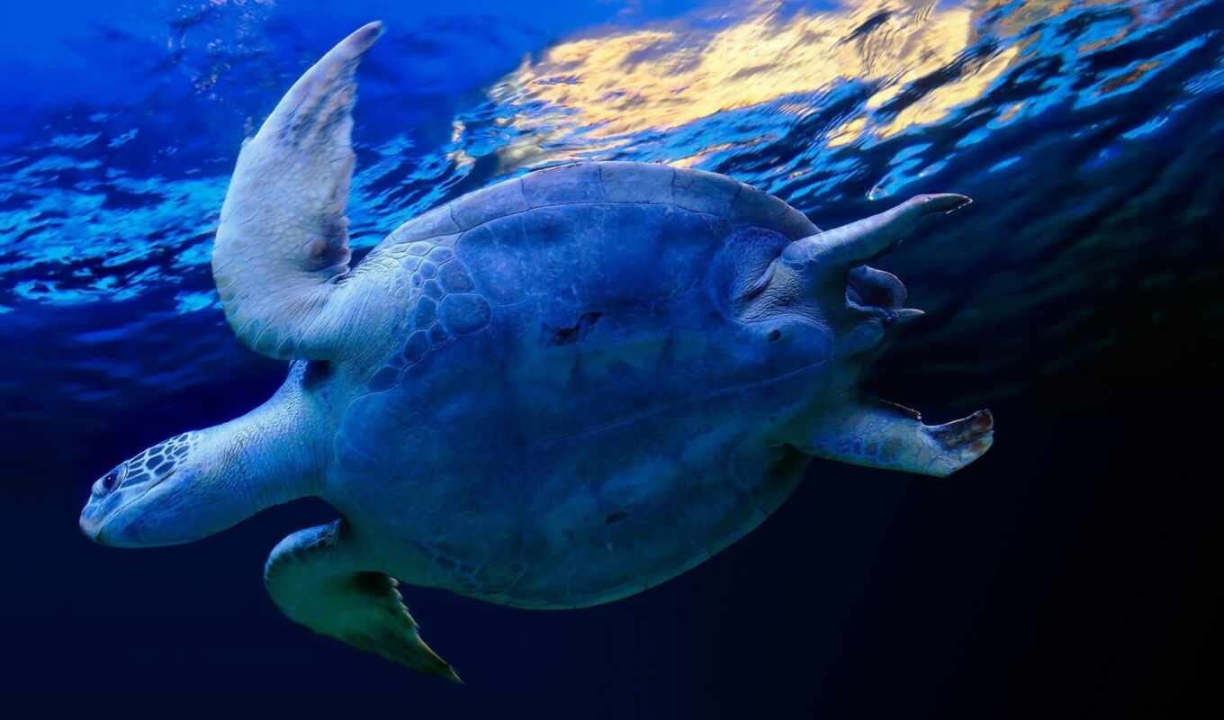 широкоформатные, water, под, большая, черепаха, морская
