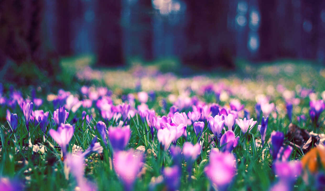 nature, desktop, free, background, flowers, spring