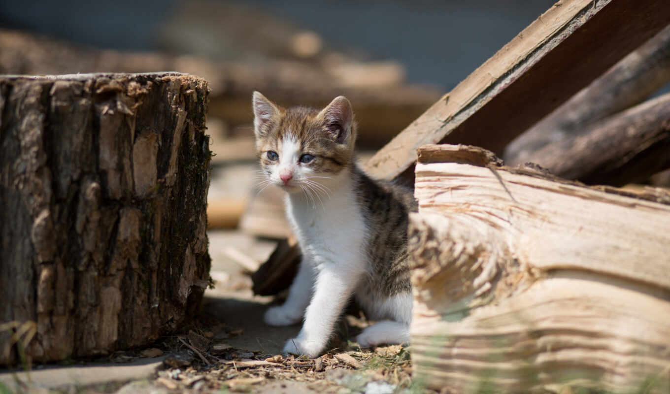 кот, фон, млекопитающее, animal, outdoors, wood