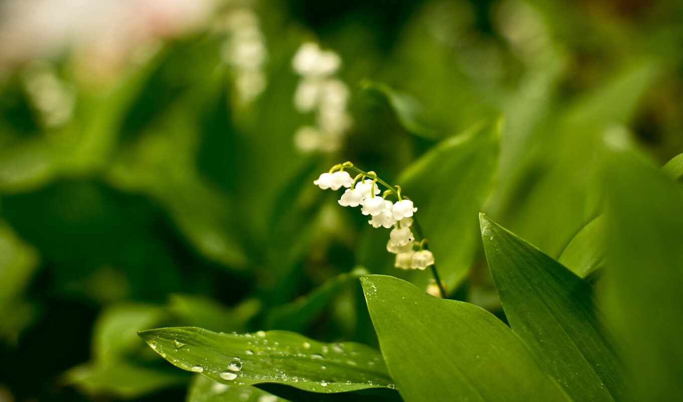 nature, photo, flowers, picture, to find, lily, valley, thous, landysh, muguet