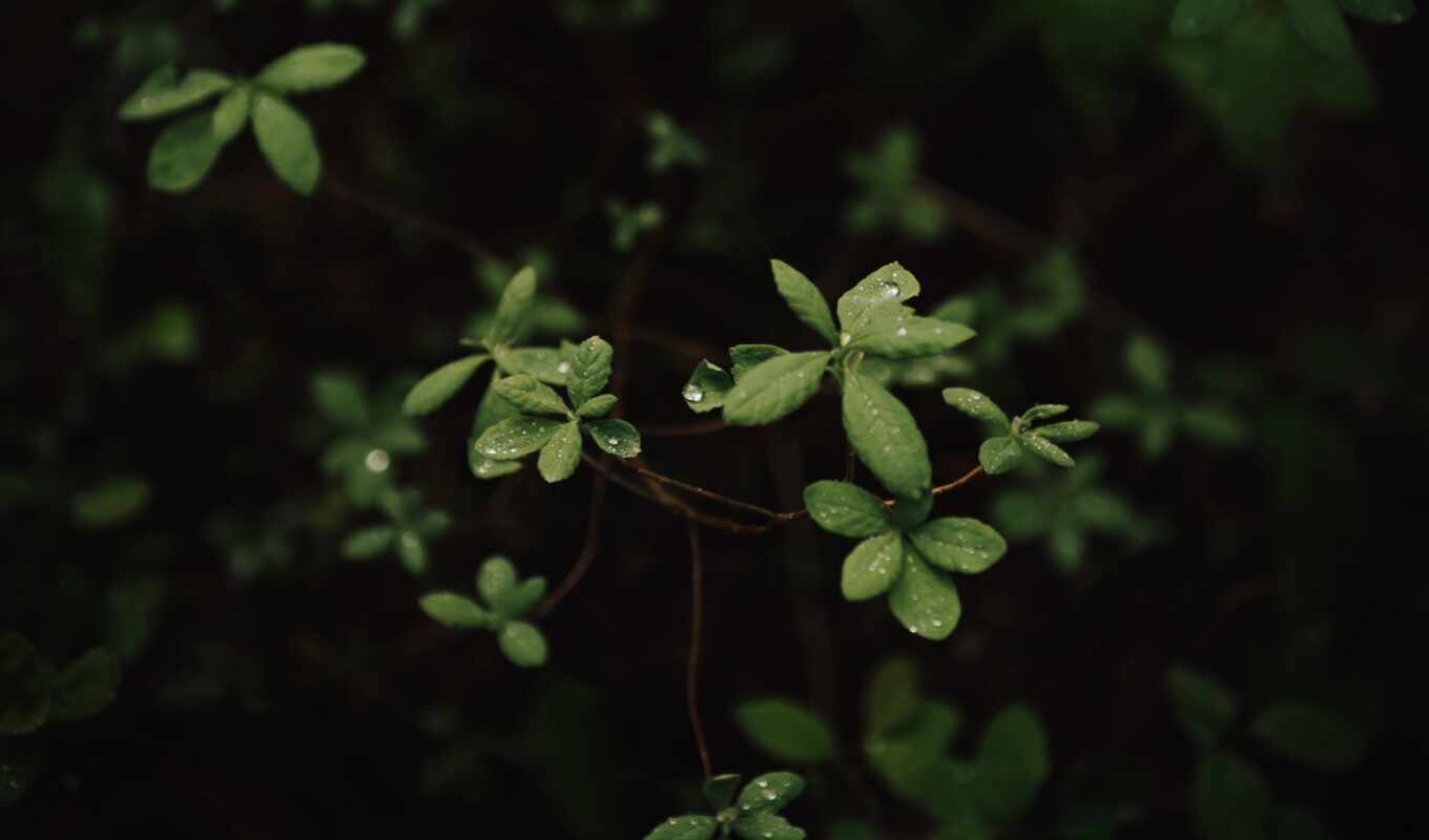 plant, dew, leaf, bush