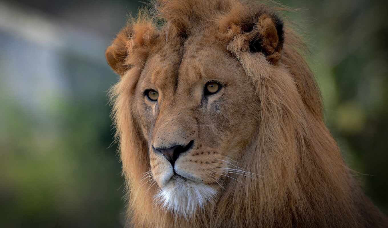 lion, глаза, кот, смотреть, wild, грива, king, зверь, лео