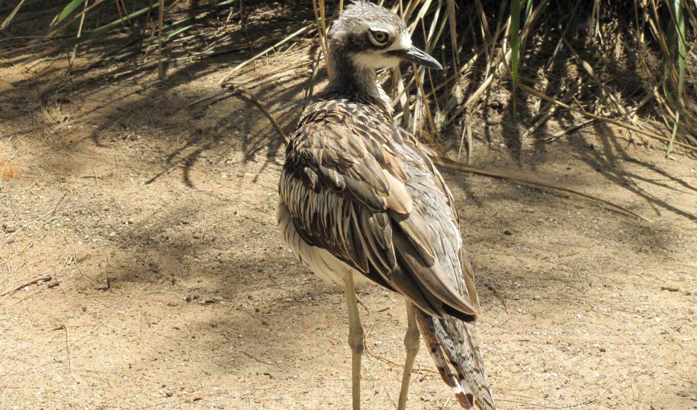 камень, bush, curlew