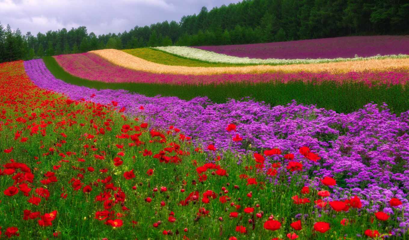 flowers, beautiful, field, pictures, style, wallpaper, quite, worker, beautiful, streaks, poppies