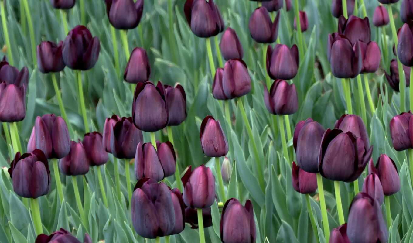 purple, tulips