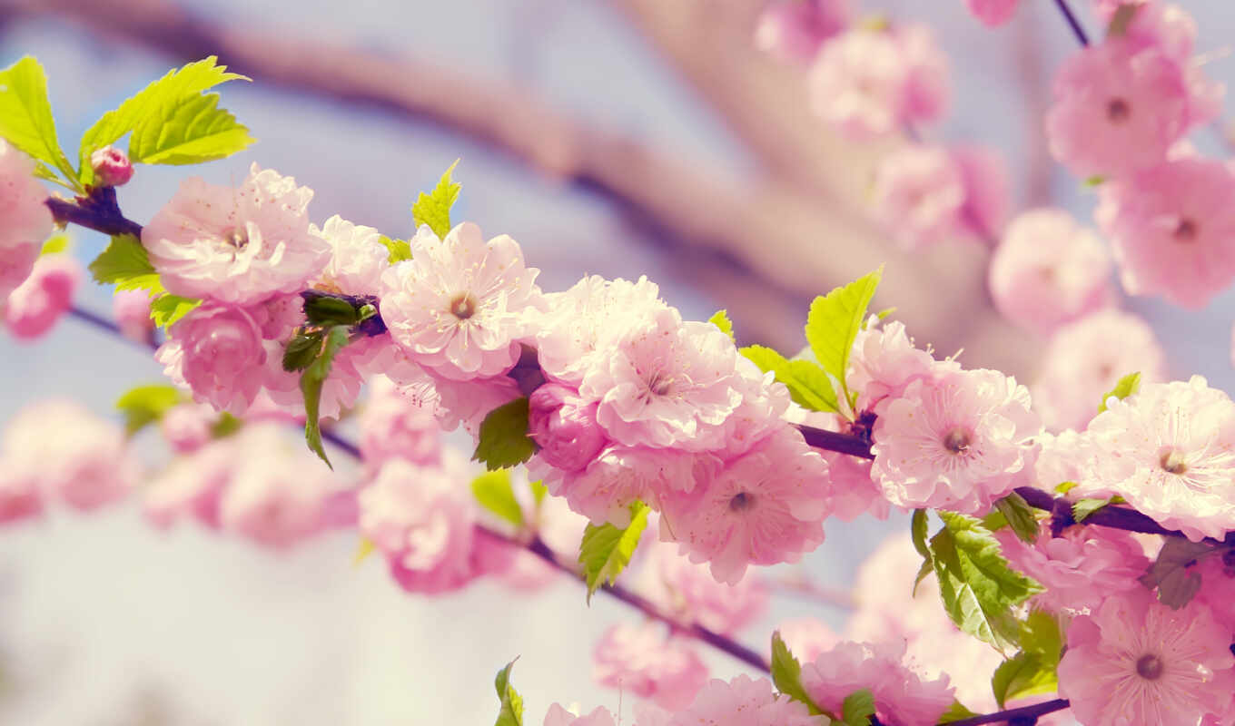 fone, широкоформатные, весна, цветение, разных, весенние, cvety, розовое, вишни