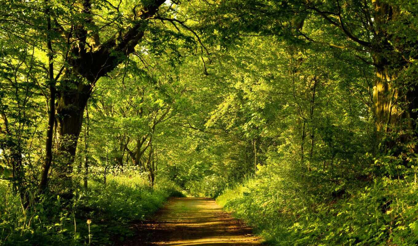 summer, green, forest, live, different, path, trail
