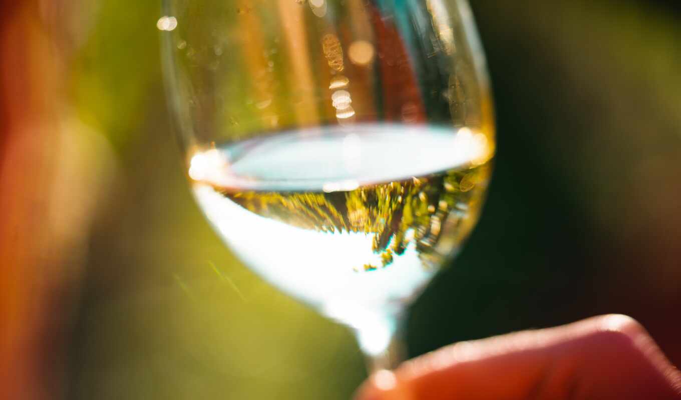 photo, white, glass, woman, wine, red, hold, drink, vineyard, champagne, picjumbo