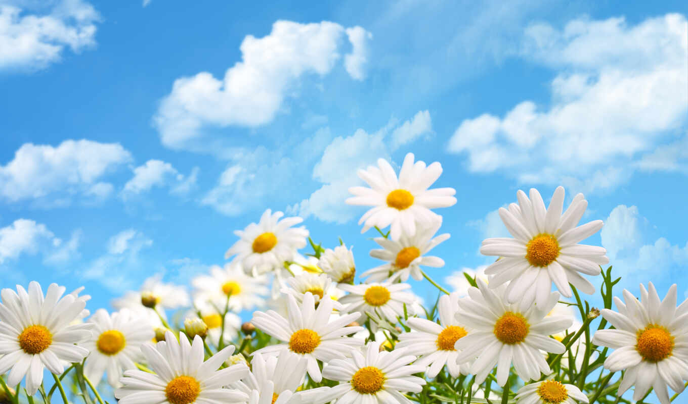 nature, sky, flowers, blue, white, background, cloud, information, chamomile