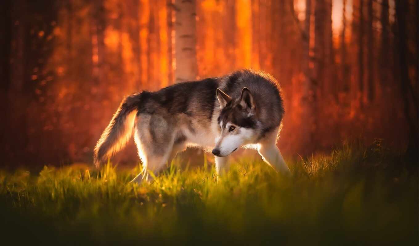 природа, собака, animal, outdoors, млекопитающее, wolfdog