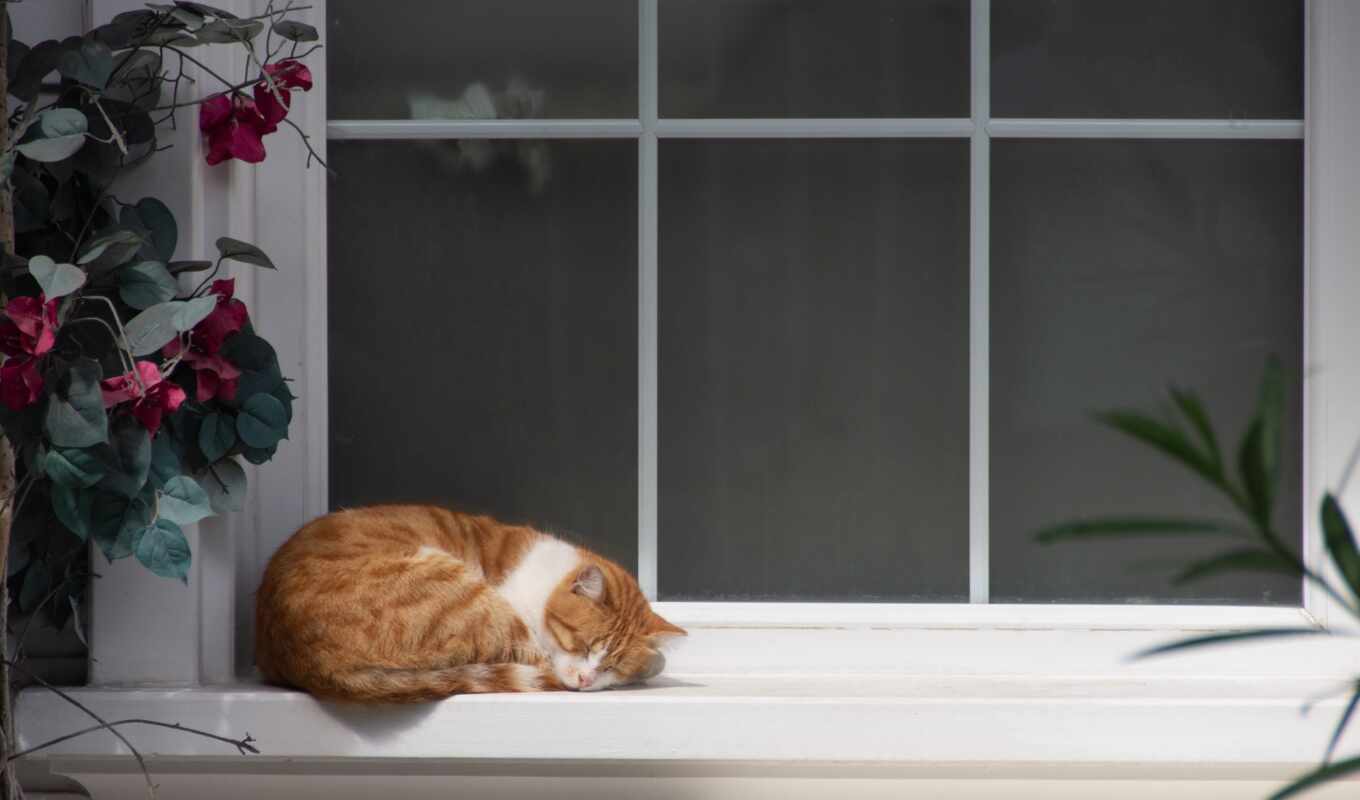 windowsill, кот, спать, погода