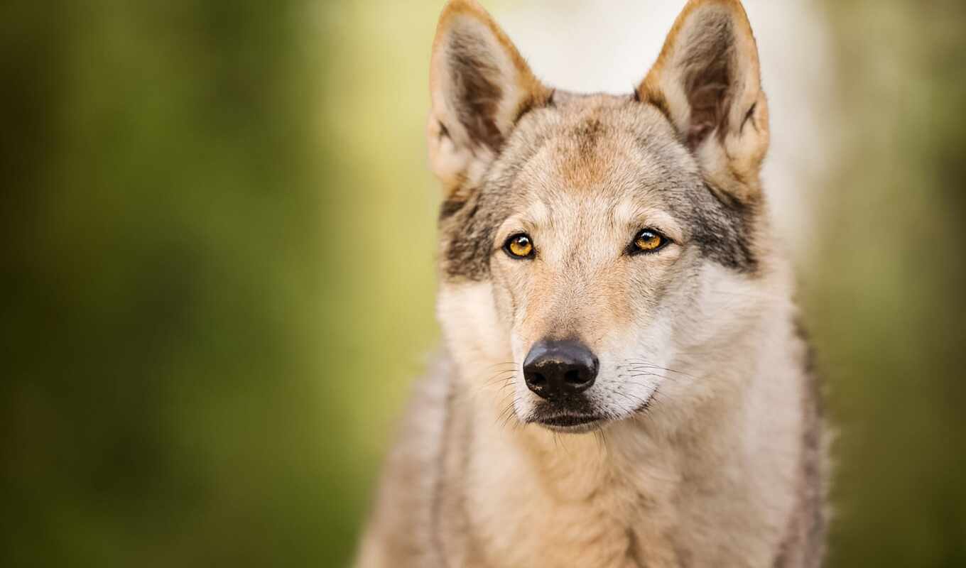 глаза, собака, portrait, смотреть, animal, волк, волчий, wolfdog