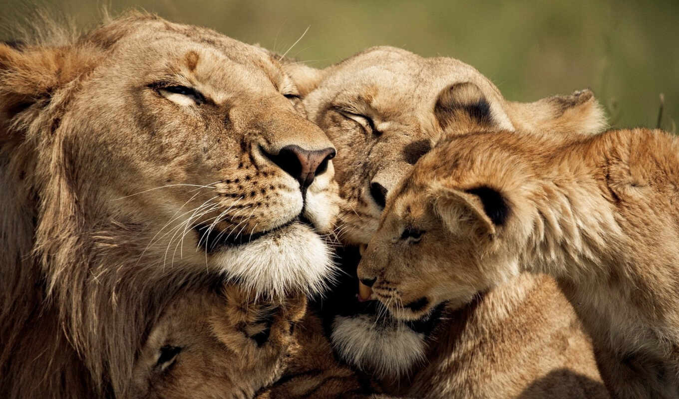 lion, animal, the cub, safari