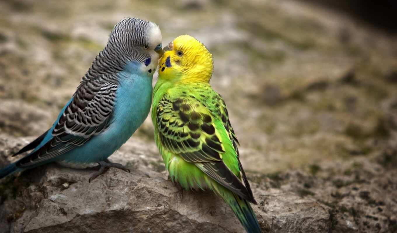 green, bird, a parrot, animal, a kiss, wavy, budgie