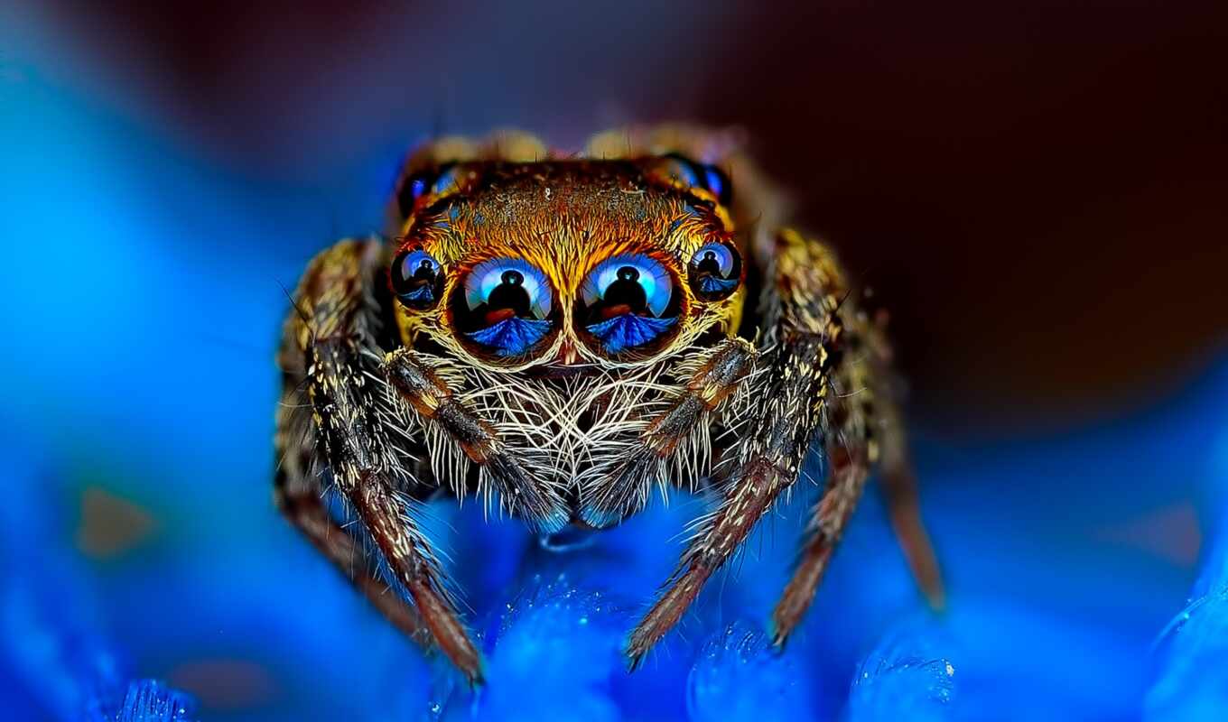 blue, picture, screensavers, spider, jumper, precious, big - eyed