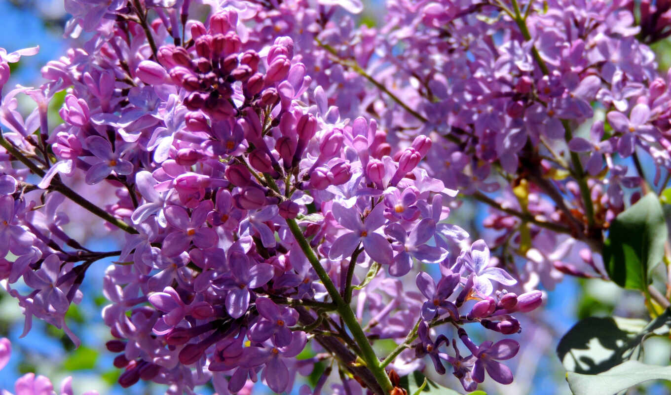 desktop, free, pictures, photos, top, lilac, trees, lilacs, blooming