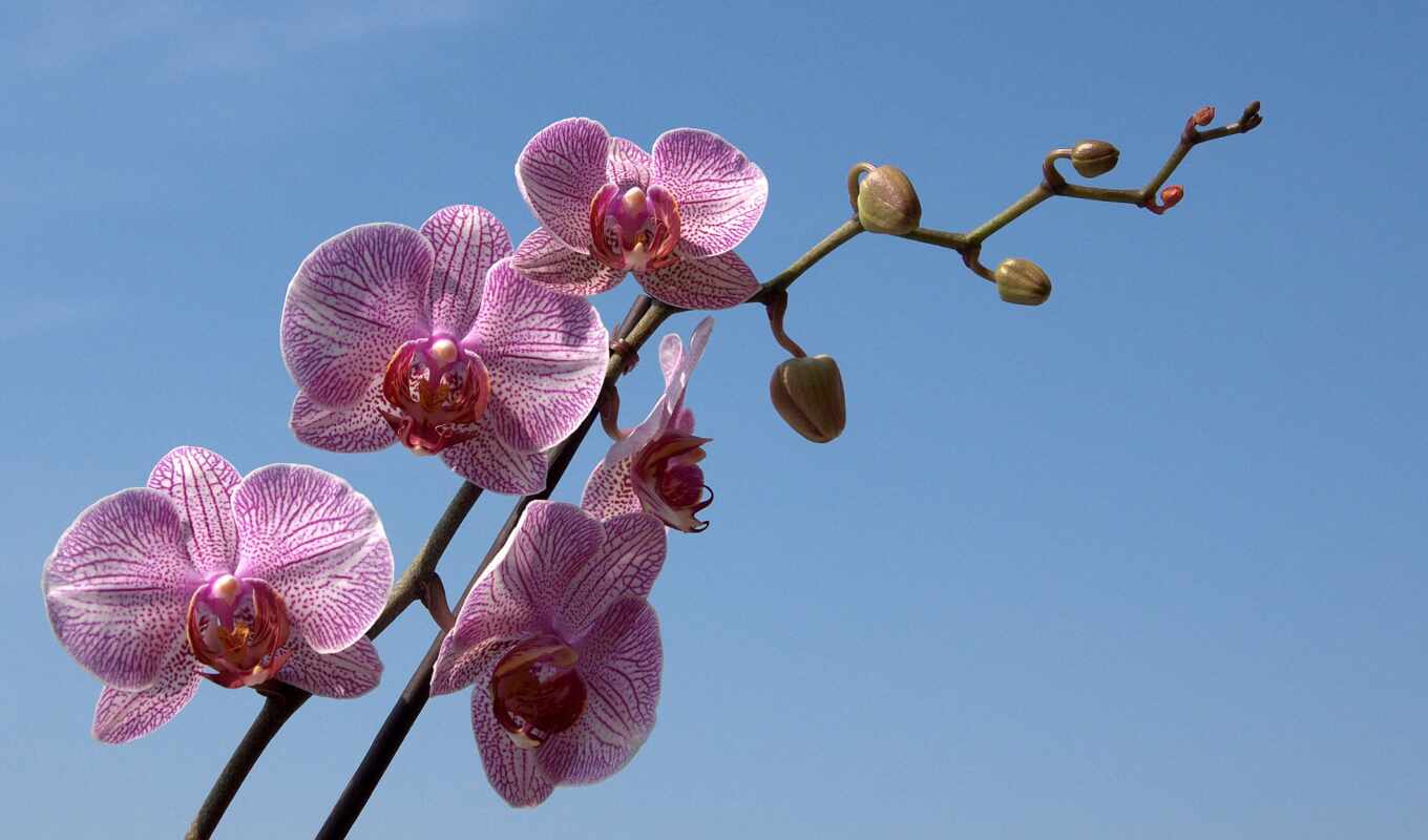 flowers, pictures, branch, pin, orchid, orchids, twig, stripping