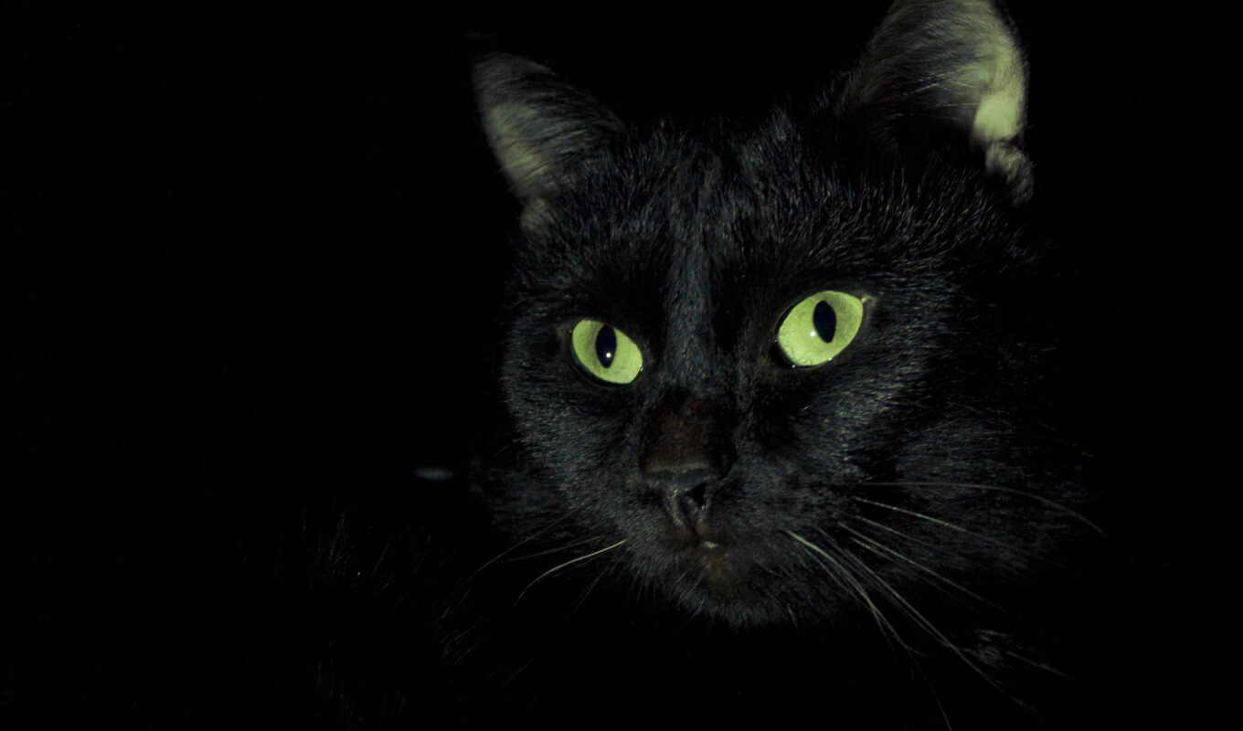 black, свет, черная, кот, кошки, собаки, зеленые
