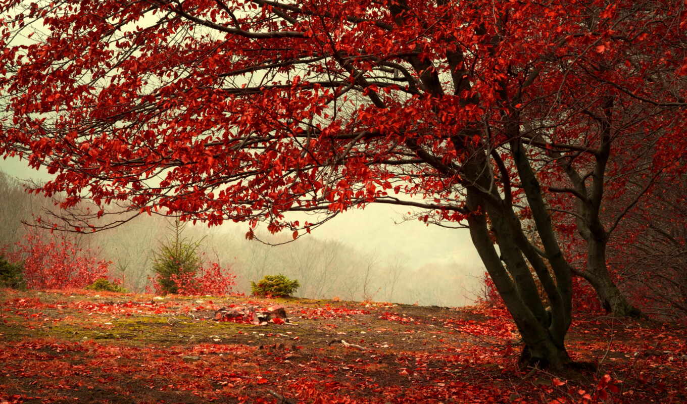 природа, красные, дерево, лес, осень, листва, trees, hill, туман, бордовые, ветки