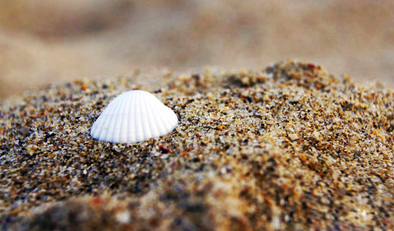 free, shell, пляж, браун, песка, vee极客j, nefrina