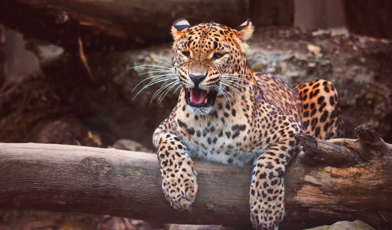 кот, леопард, хищник, котенок, animal, panthera, african, sr, pardus, kotiya