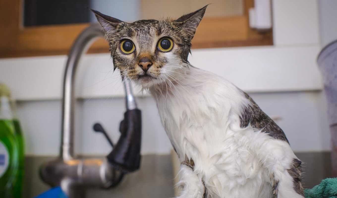 картинка, water, кот, share, wet, today, запорожье, отключить, харьков, iskupat