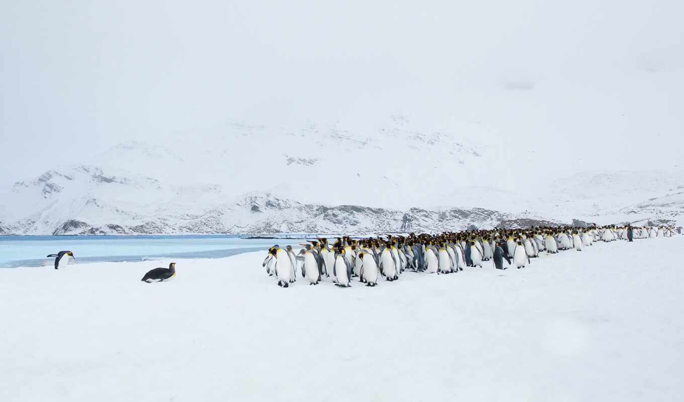 природа, white, снег, winter, сова, птица, animal, cover, пингвин