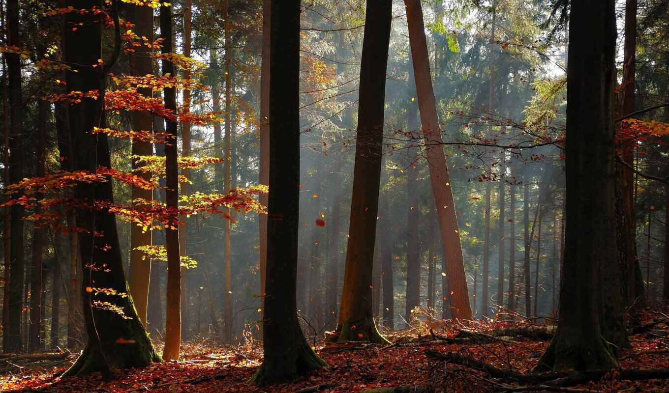 природа, дерево, закат, лес, осень, красивый, pine, bora, деревянный, вездеход