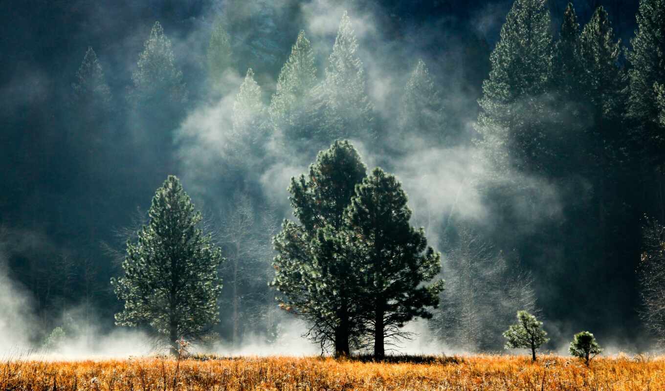 природа, картинка, лес, тематика, красивый, туман, available, bosque, permission, пино