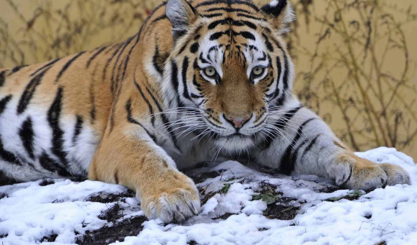 snow, tiger, because