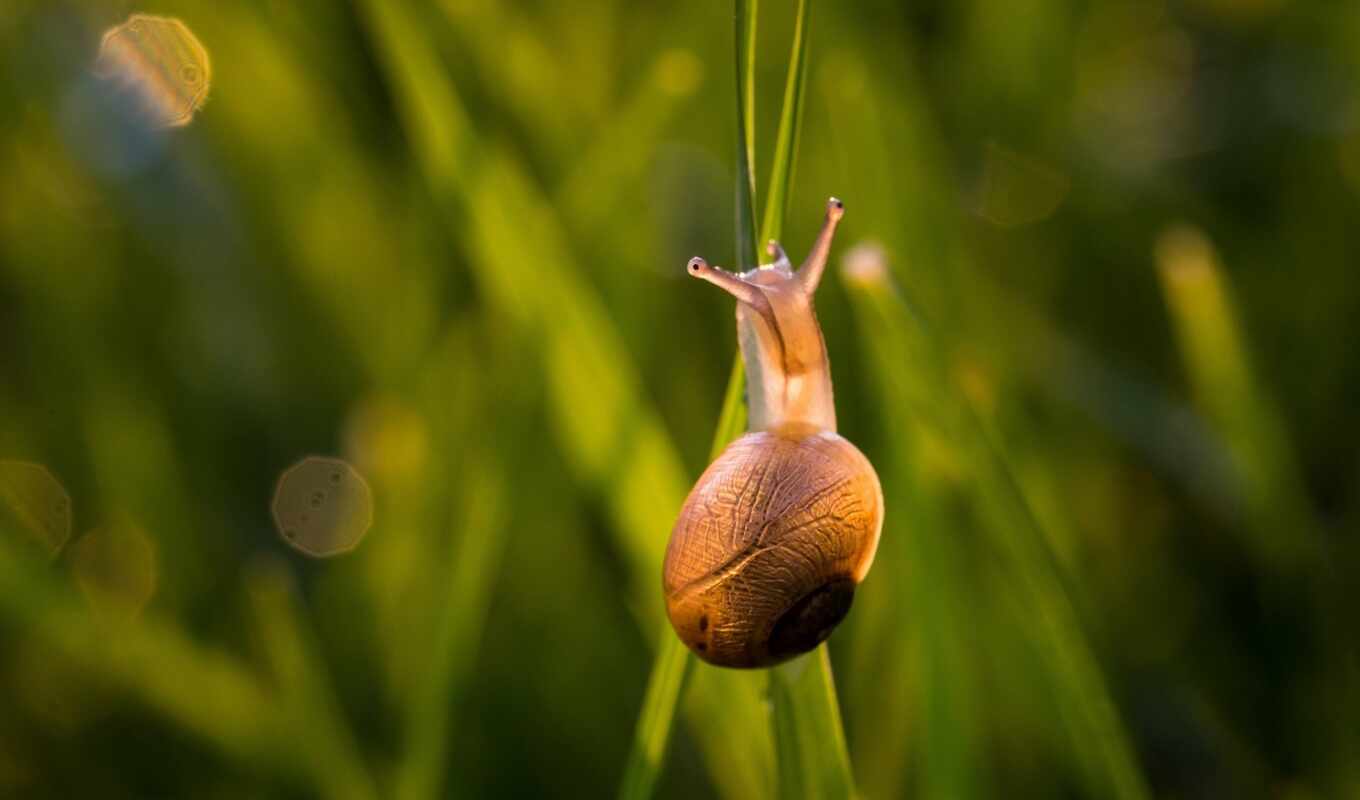 shell, поза, snail
