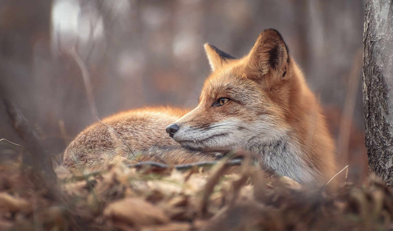 red, fox, animal