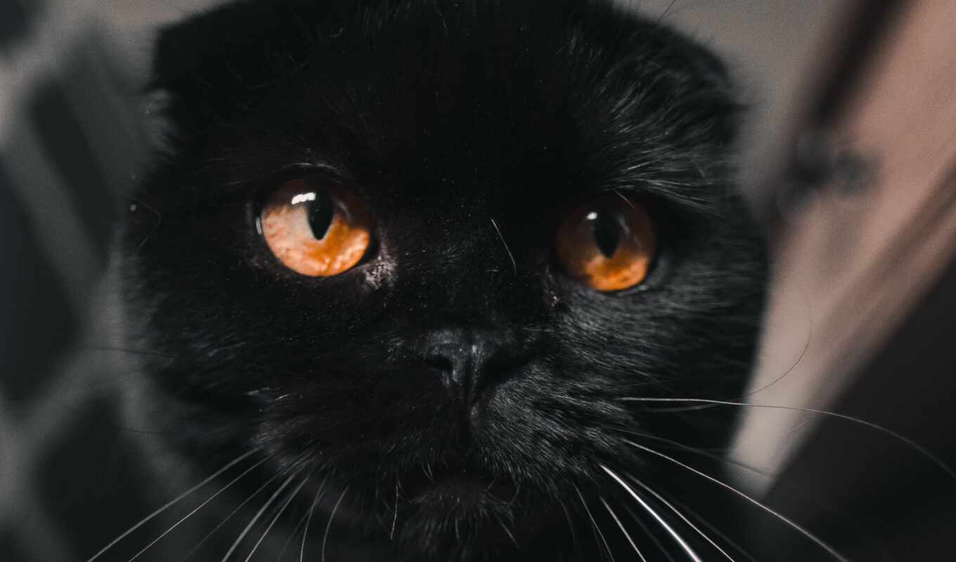фото, black, глаз, глаза, кот, браун