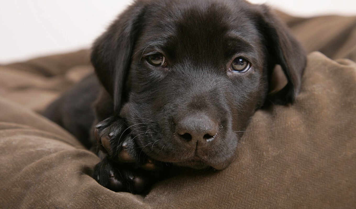 собака, щенок, labrador, animal, retriever