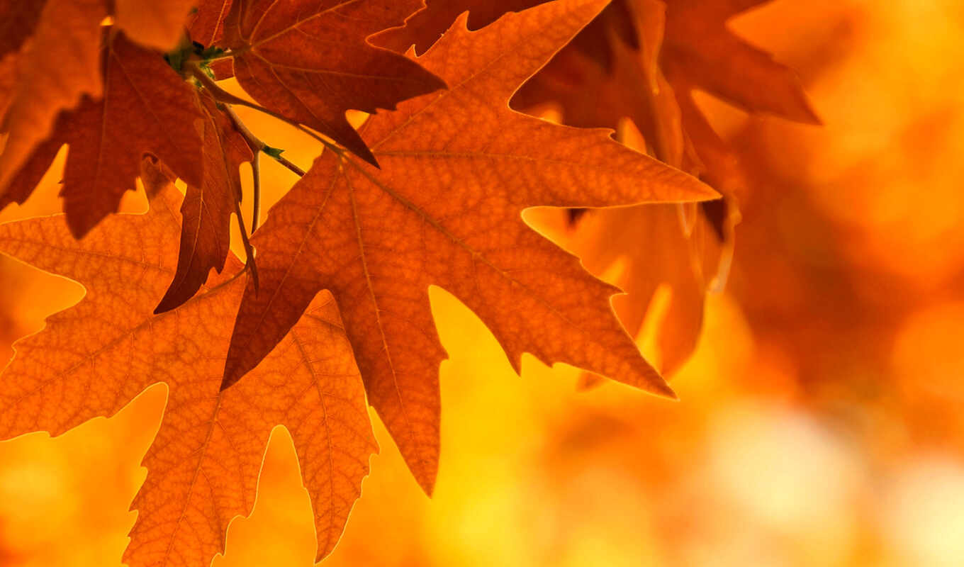 осень, листва, branch, maple