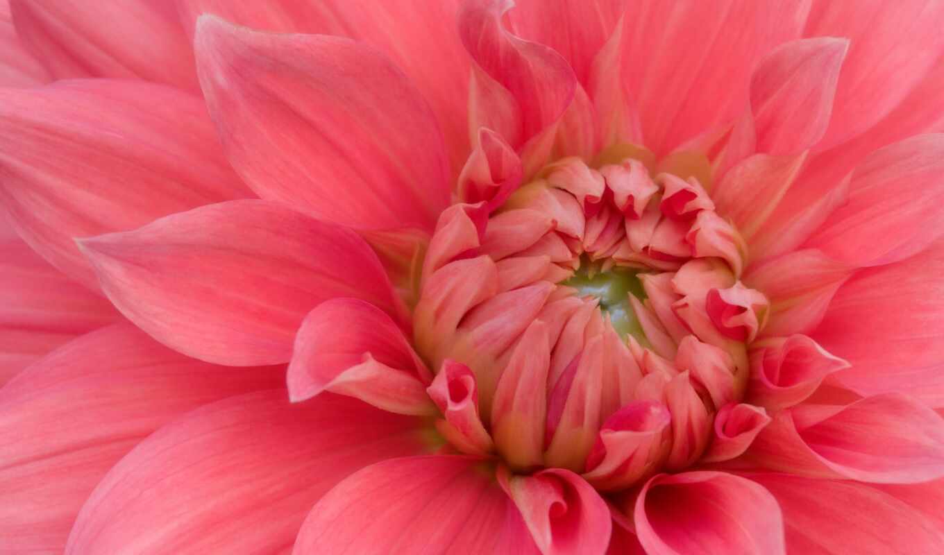 collection, page, beautiful, pink, cvety, dahlia, pions