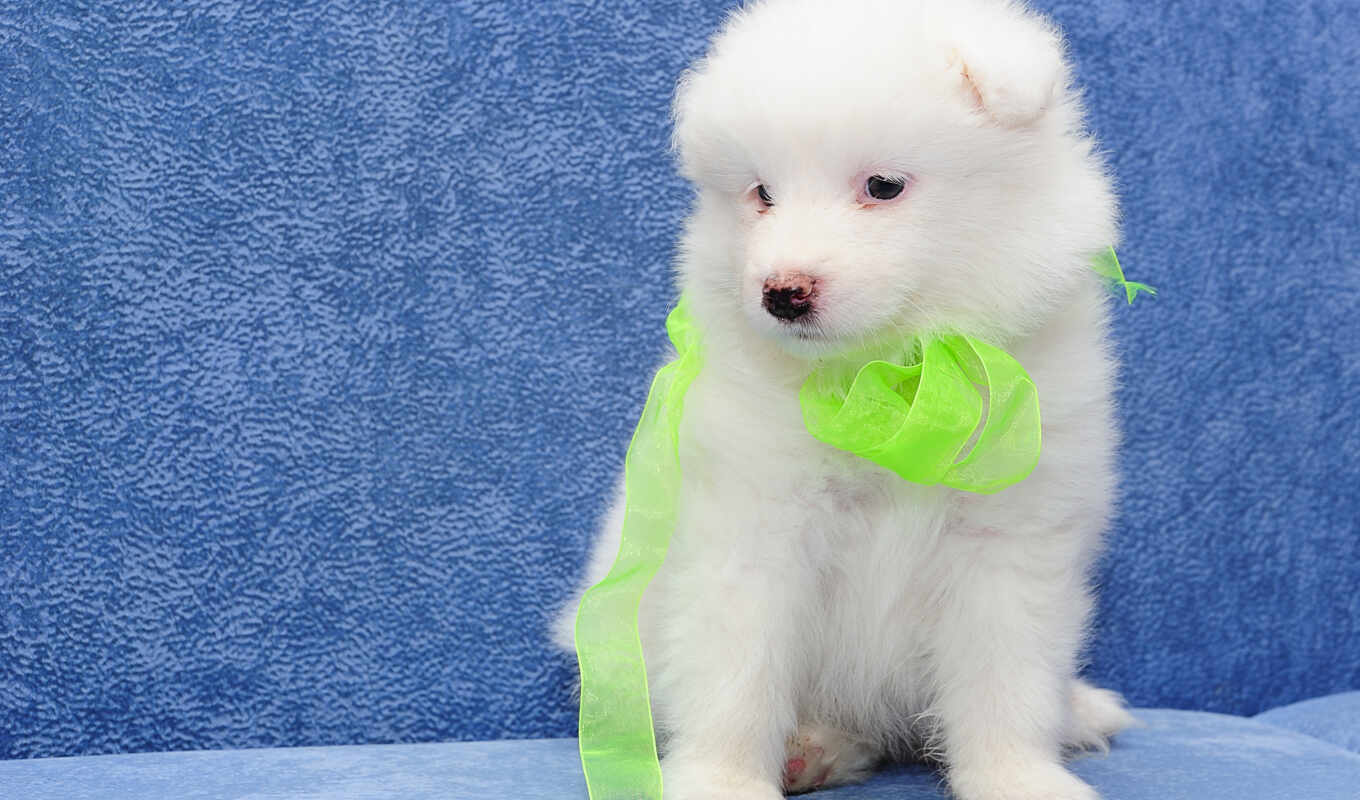 white, dog, images, also, stock, puppy, dogs, fluffy, royalty, samoyed, bjelkier
