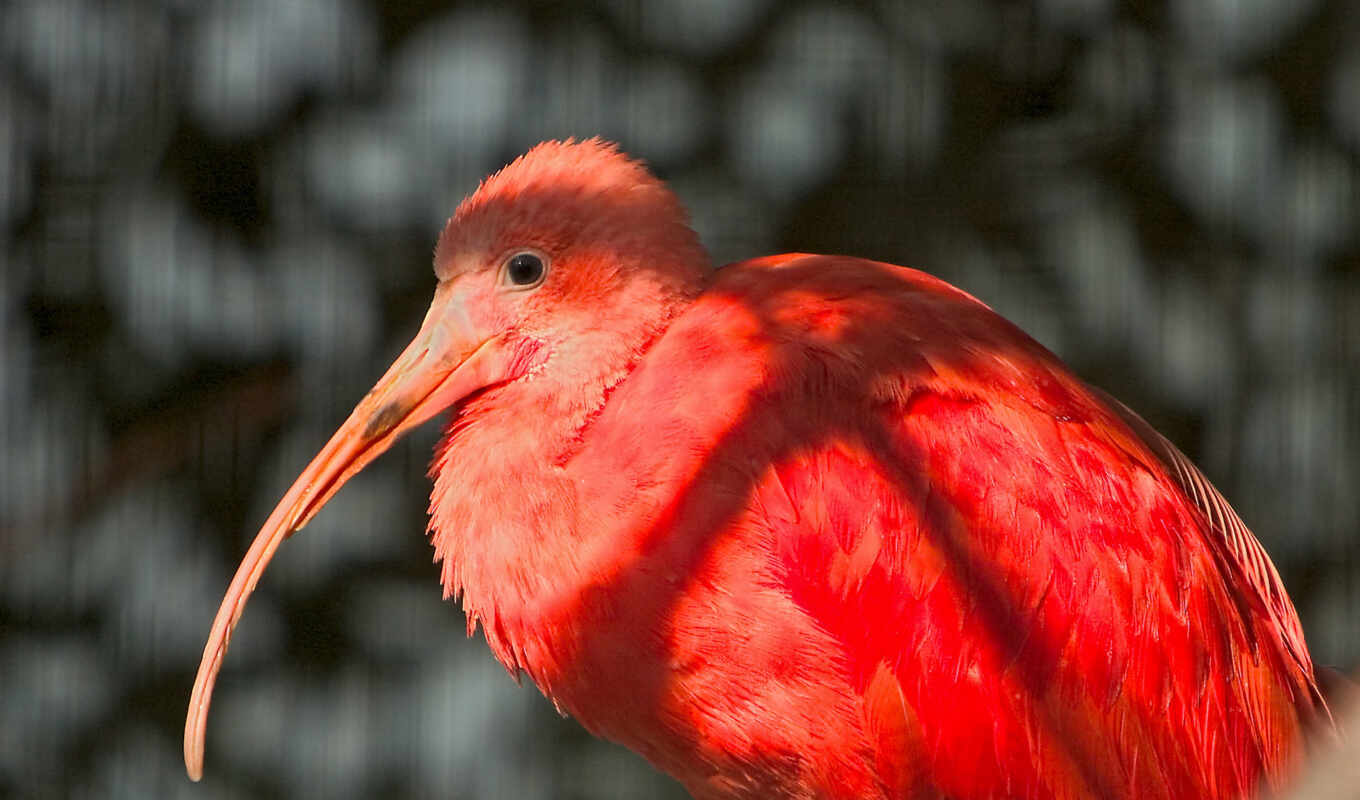 name, red, bird, flamingo, pink, birds, snail, zhivotnye, cranberry, birds, long