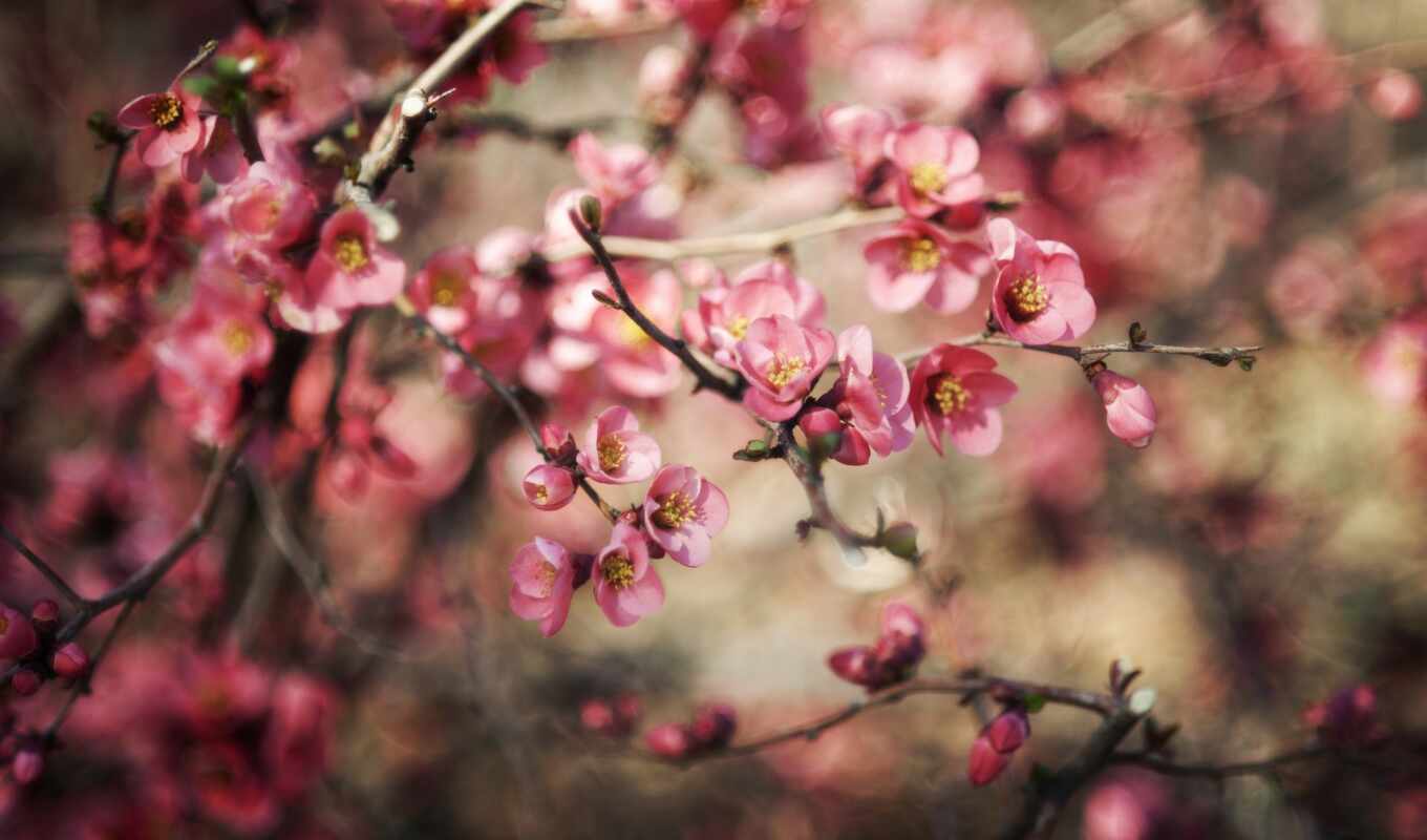 природа, весна, цветение, cvety, mùa, hành, ветви, размытость