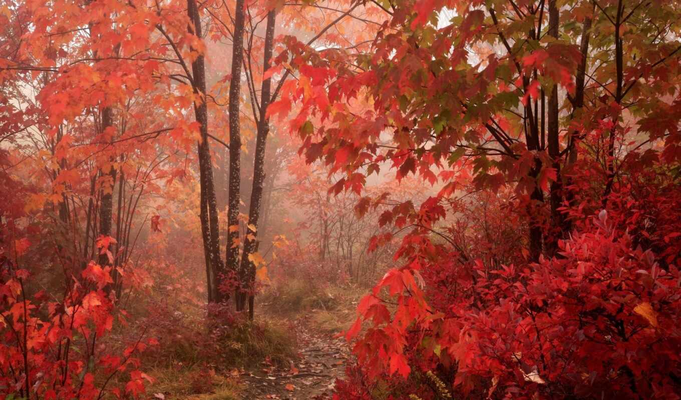 краска, red, лес, maple, pantalla, туман, yellow, flash, каменев