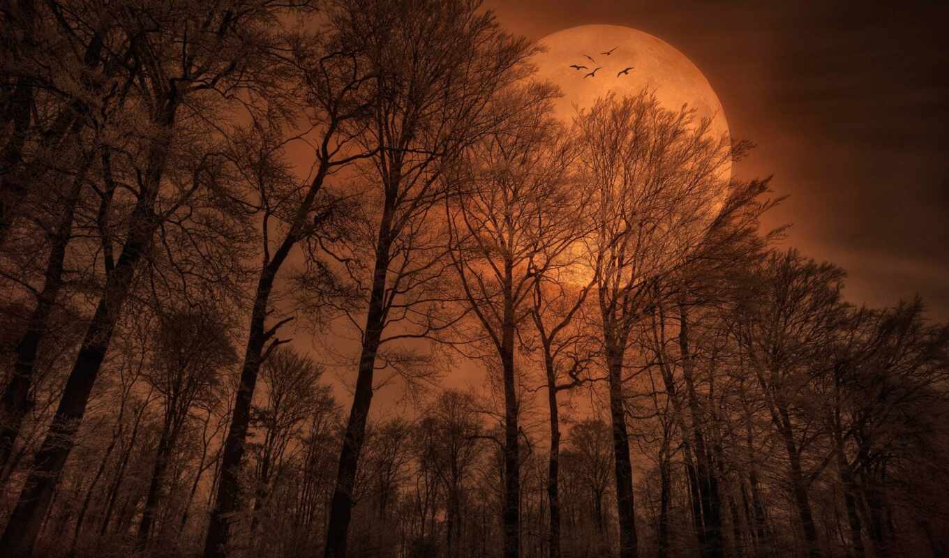 ночь, луна, осень