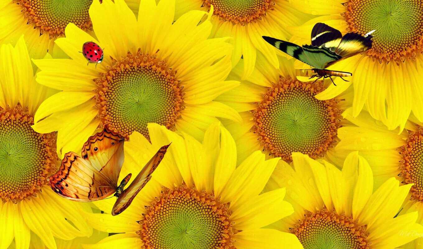 flowers, butterfly, sunflower, yellow, lady