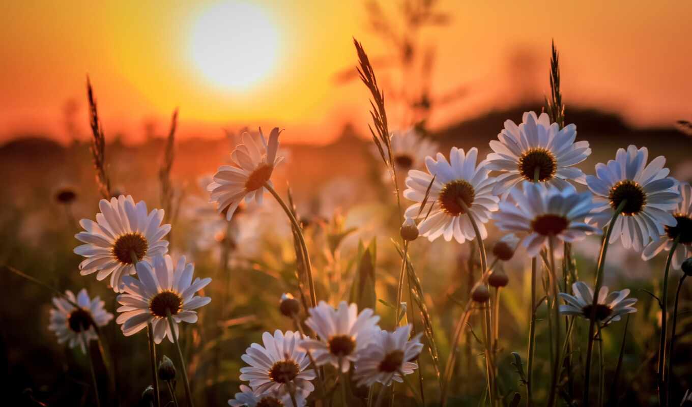 high - quality, sun, sunset, beautiful, field, daisies, cvety