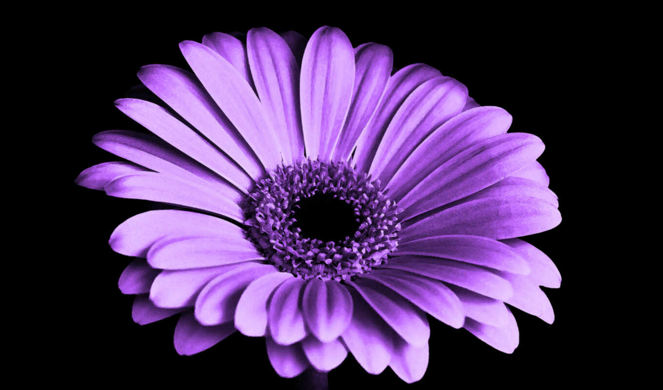 цветы, white, free, purple, flowers, сиреневый, daisy